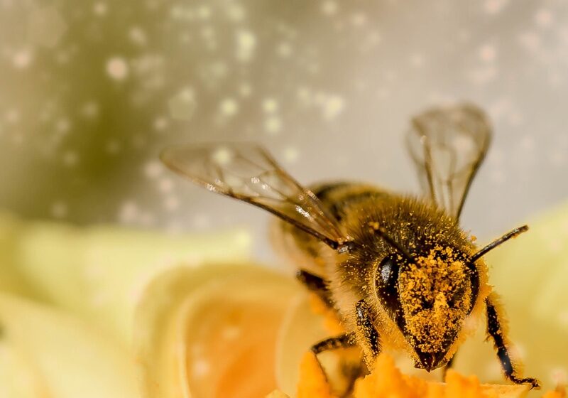 pollination4