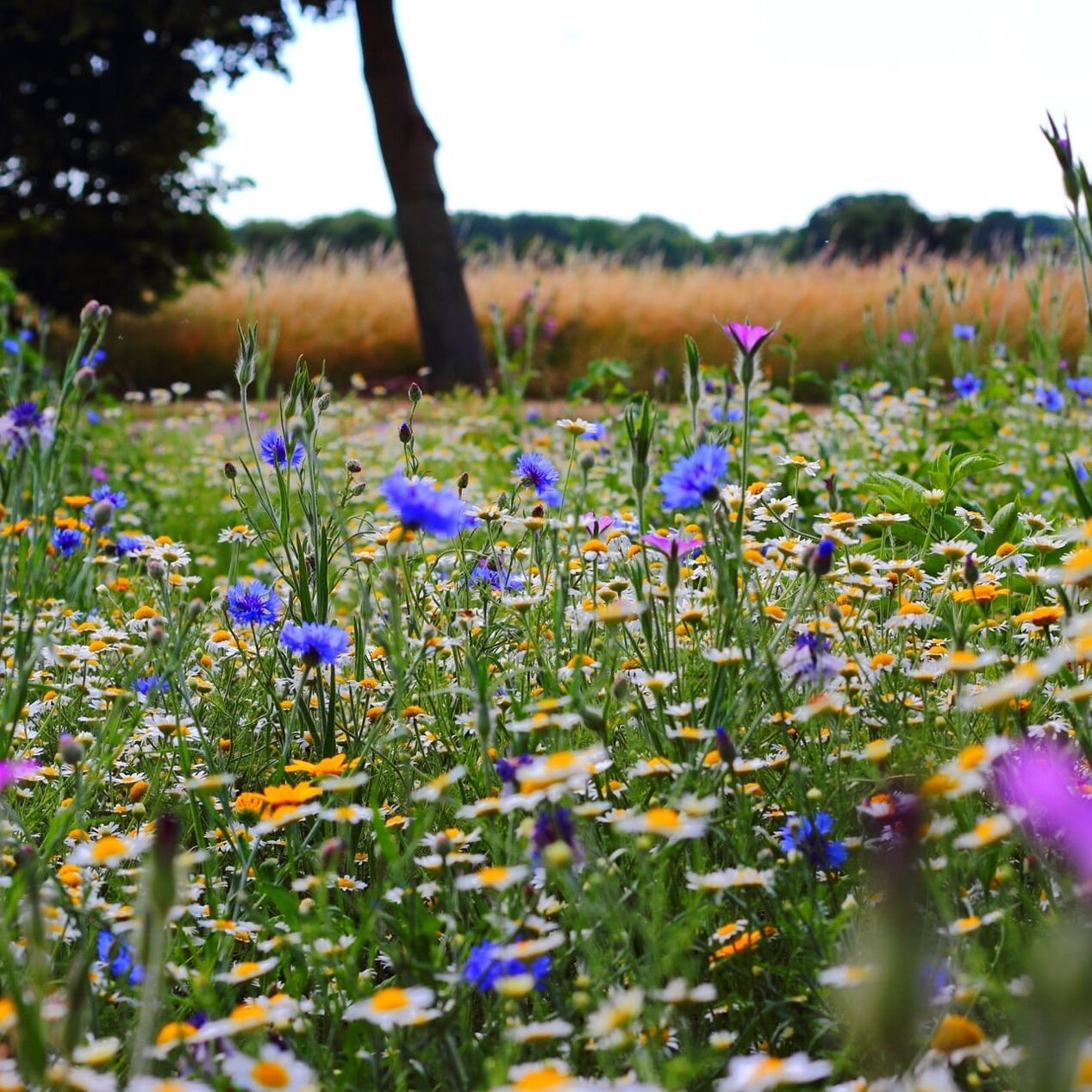 wildflower