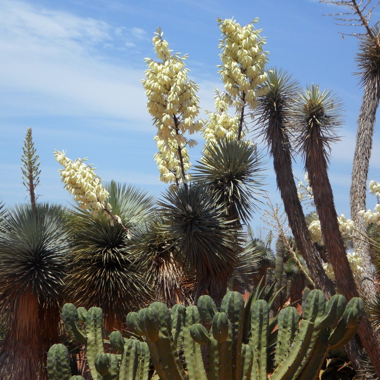 yucca-palm_red