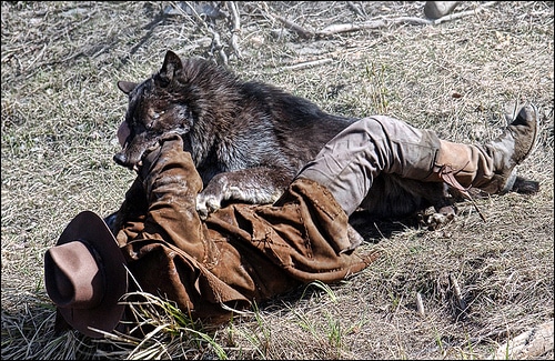 wolf