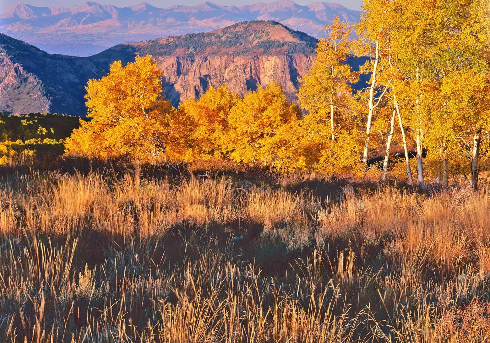Aspen-Mixed Conifer Forest and Woodland 2