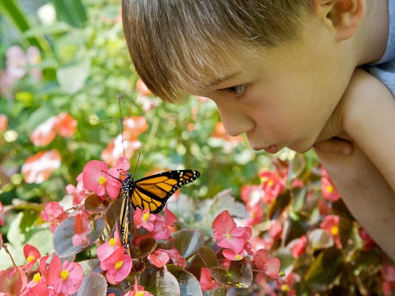 kid-butterfly