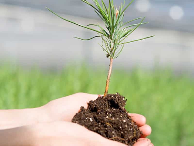 seedling