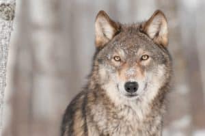 wolfcard