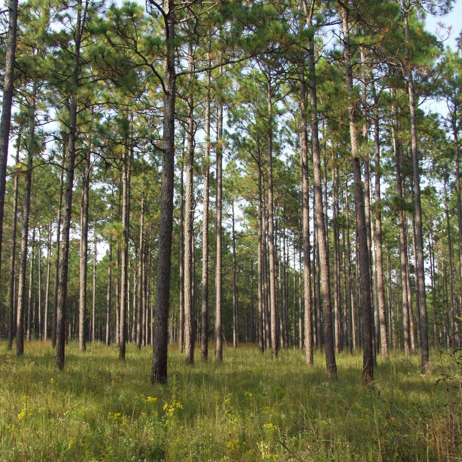 FWSLongleaf-scaled