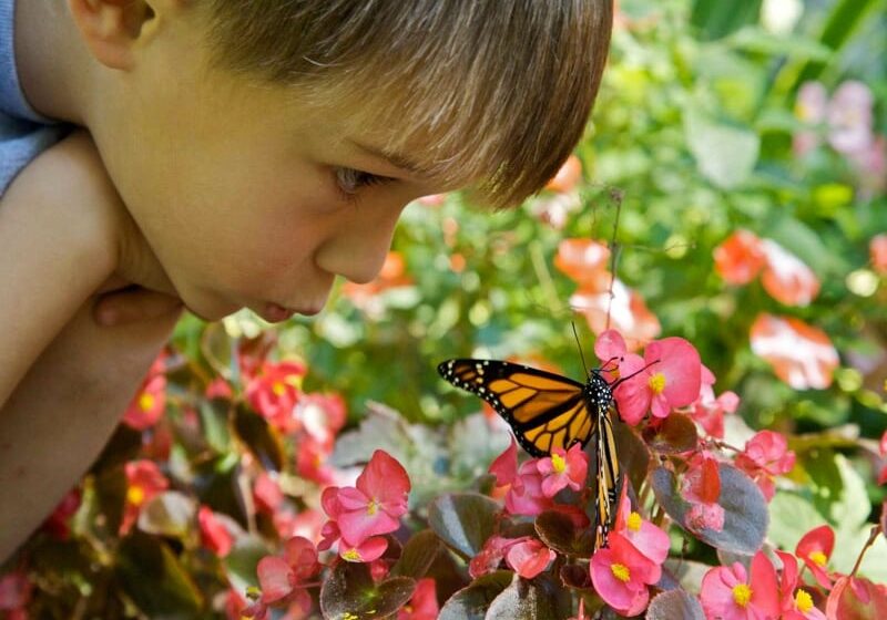boy-butterfly