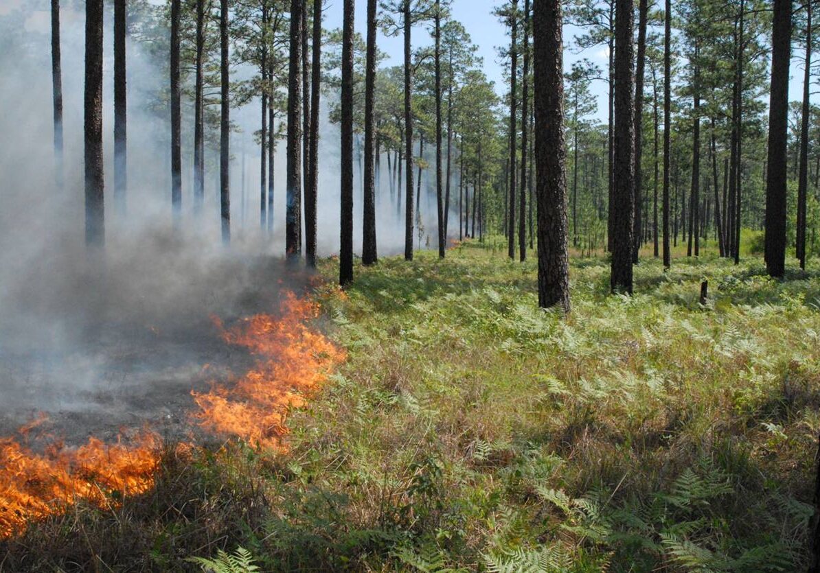 burning_longleaf